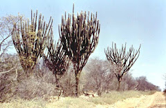 O facheiro na caatinga seca