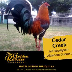 imagen de gallos de pelea