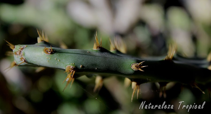 Cactus del género Opuntia. Tallo engrosado