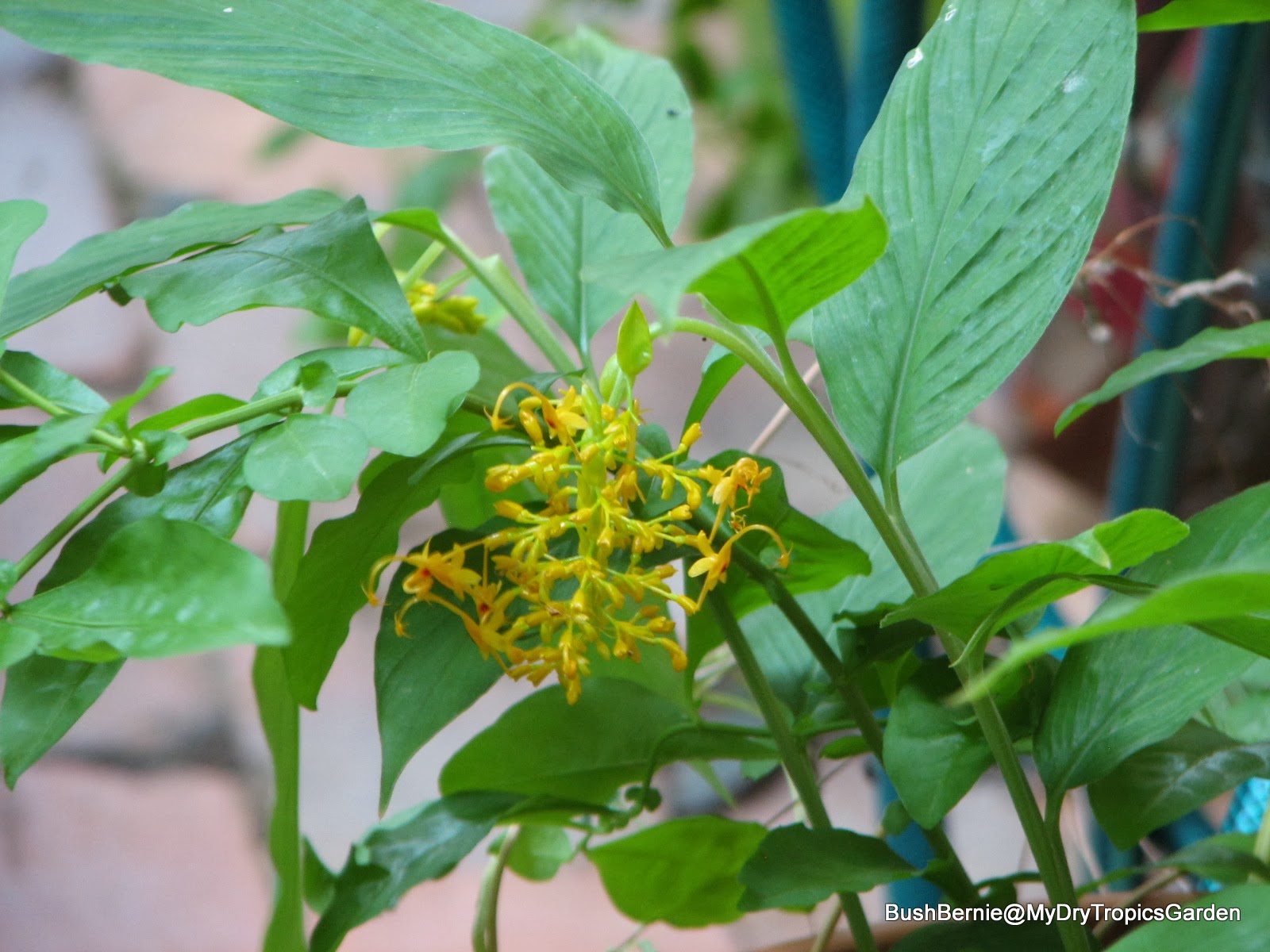 Bush Bernie's Blog Flower Flaunt On This Drizzly EndofSummer Friday.