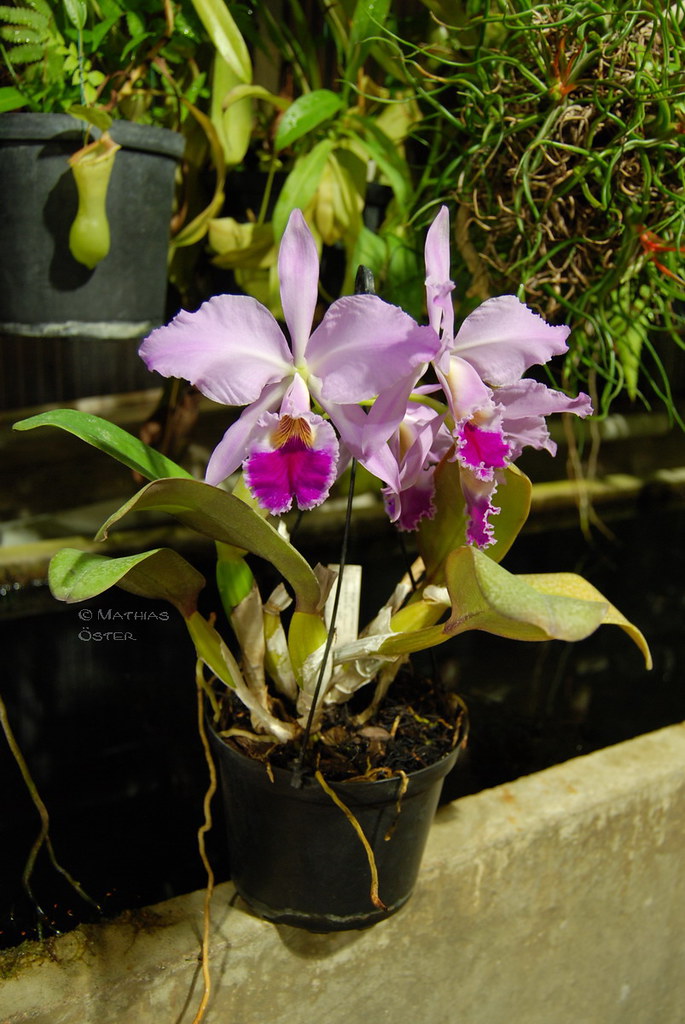 Cattleya jenmanii orchid plant care and culture Travaldo's blog