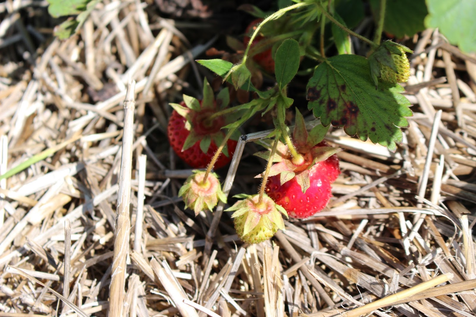 Living a Listful{l} Life