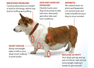 cães obesos