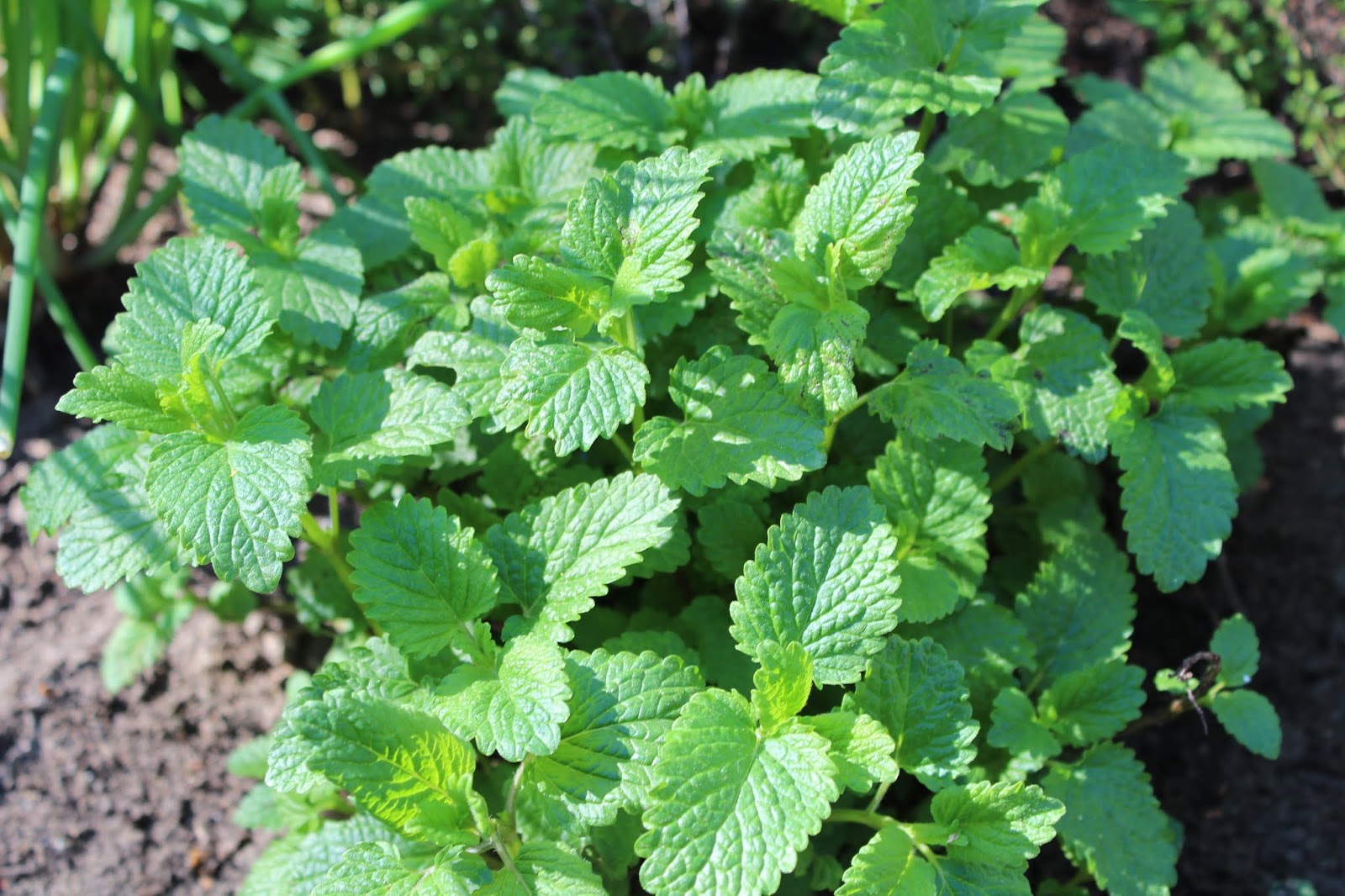 4 Ingredient Healthy Herbal Smoothie