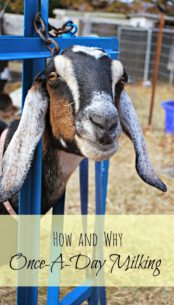 The Hows and Whys of OnceADay Milking Oak Hill Homestead