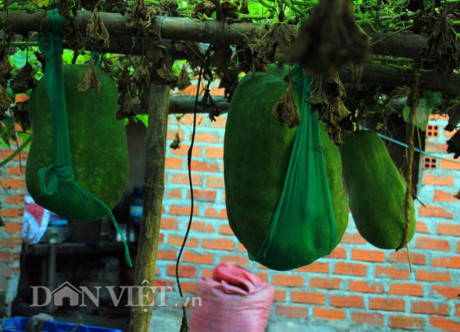Kinh ngac tram trai bi dao khong lo nua ta luc liu tren gian - Anh 2