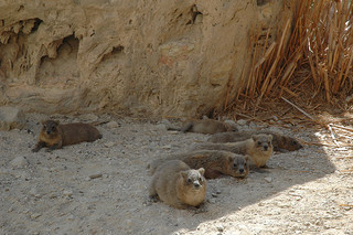 Zvuvi's Israel: I'm Rocking with Rock Rabbits at the Ein Gedi Nature ...