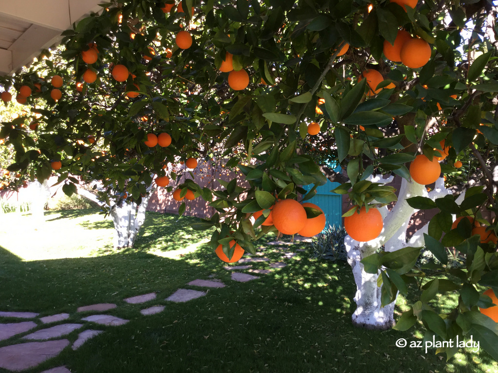 How to care for citrus trees in the fall