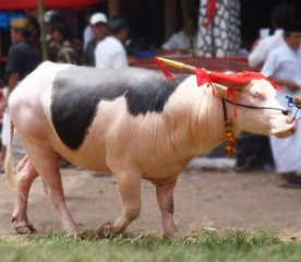 Tedong Lotong Boko (Kerbau Belakang Hitam) Tedong Lotong Boko (Kerbau Belakang Hitam) Toraja