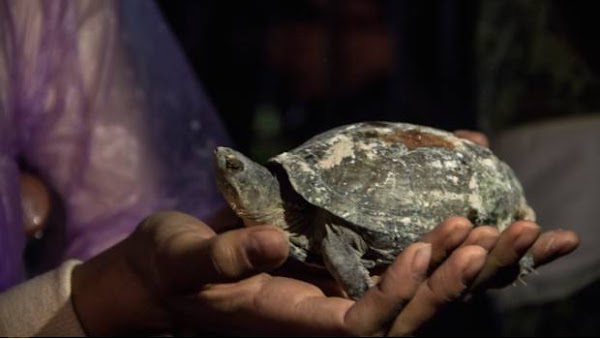 Encuentran tortuga viva entre los escombros Encuentran tortuga viva entre los escombros