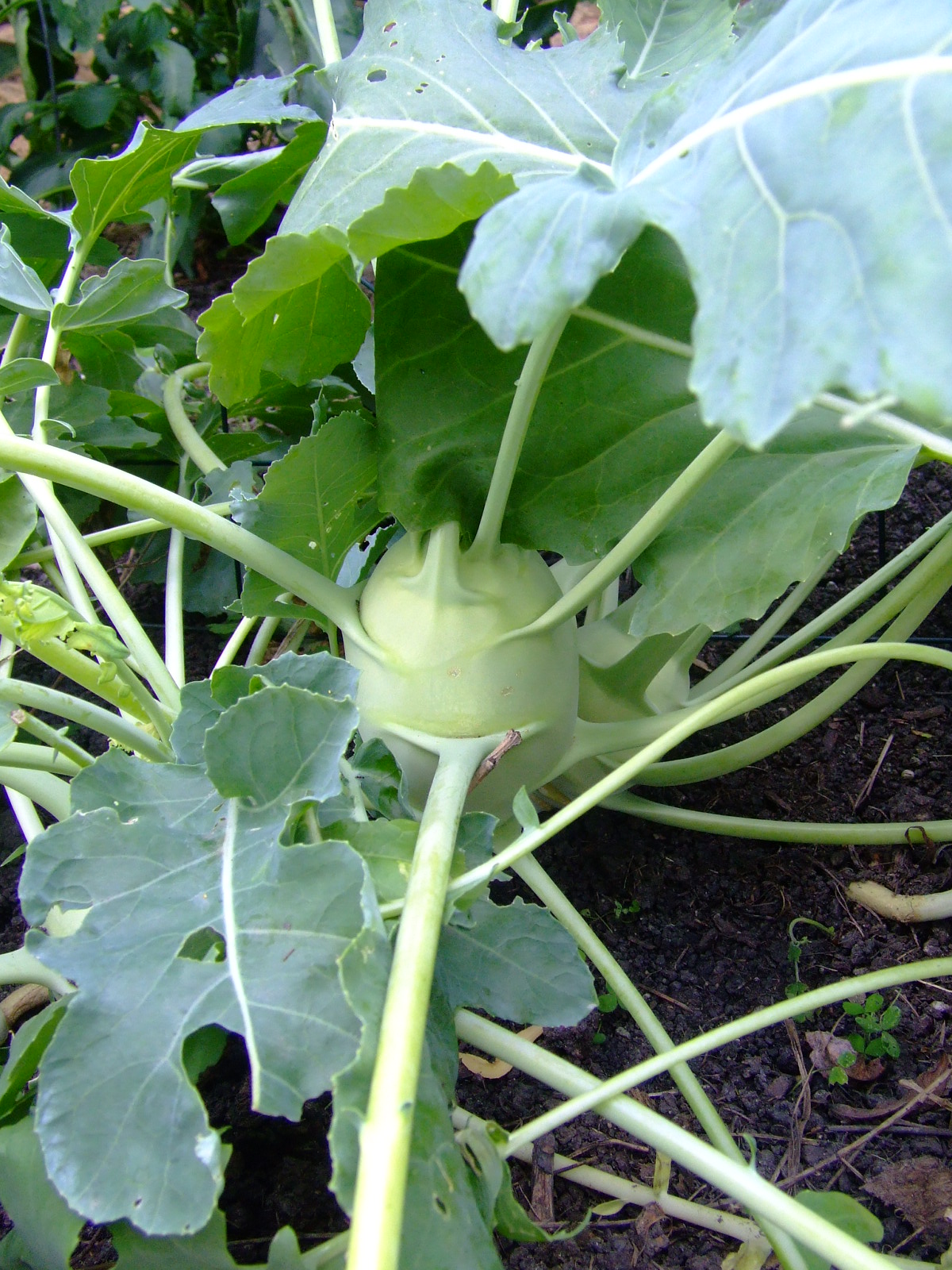 The Full Circle Gardener Plant of the Week Kohlrabi