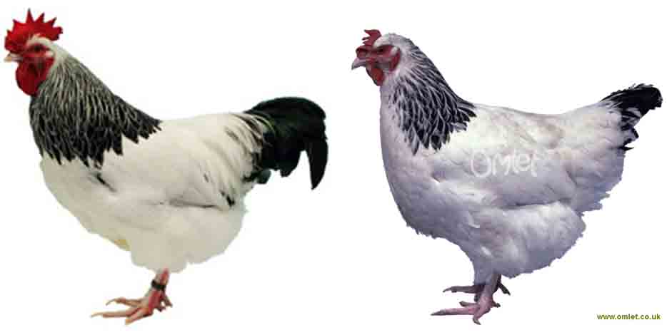 5 Jenis Ayam Terbesar di Dunia - Juara303