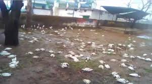 VIDEO: Tormenta de granizo mata a mas de 1000 aves en la india. VIDEO: Tormenta de granizo mata a mas de 1000 aves en la india.