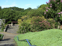 山田池公園のサルスベリ