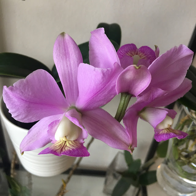 Hình ảnh hoa lan hồ điệp đep nhất thế giới và ý nghĩa ít ai biết