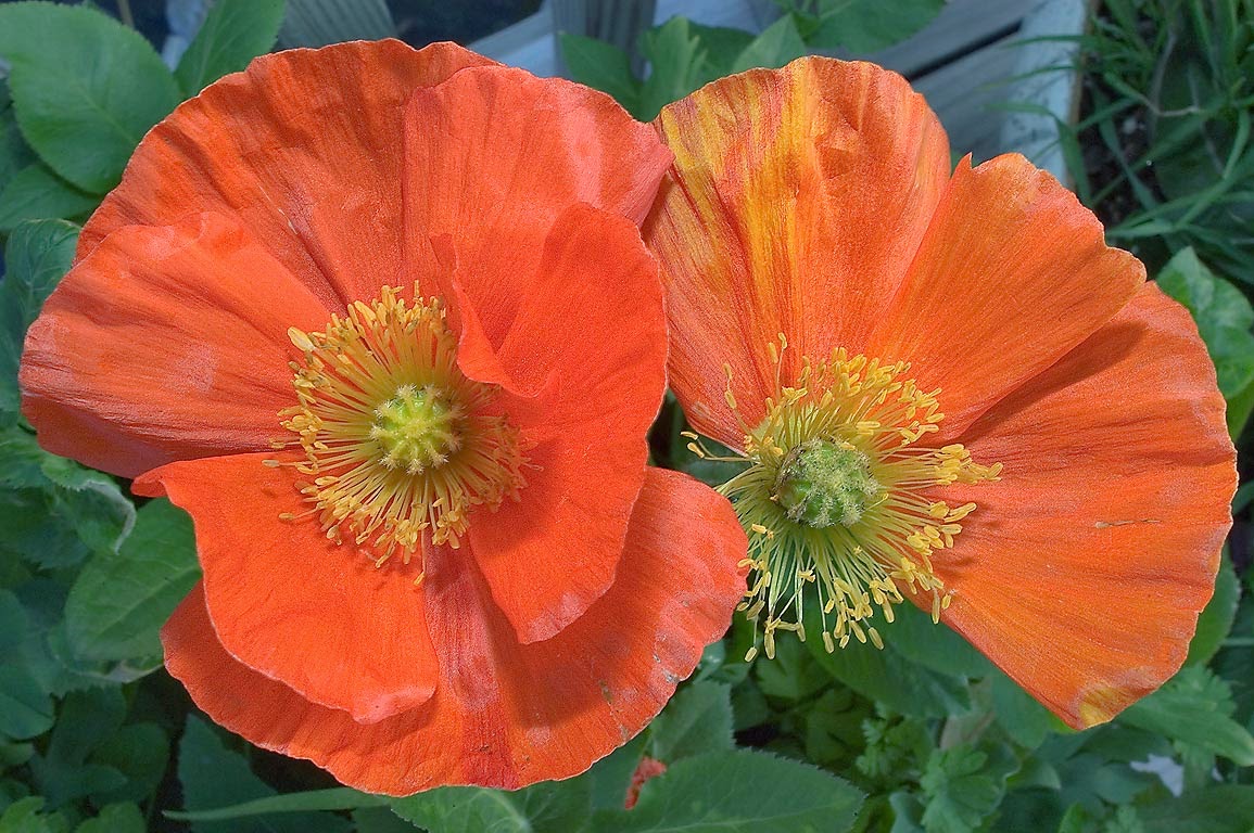 Flower Homes Iceland Poppy