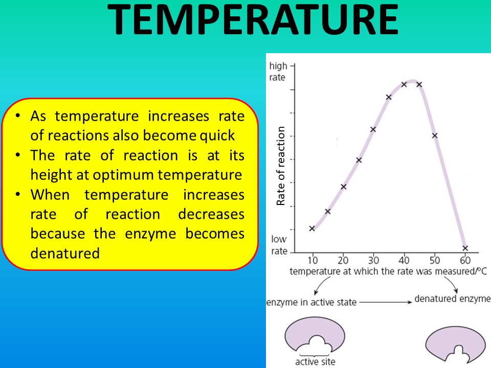 Grade 11: Chapter 4 - ENZYMES