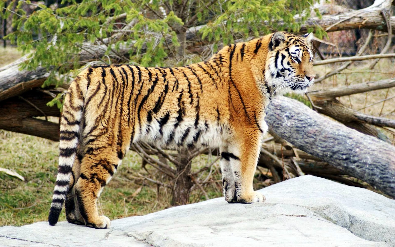 Bengal Tiger | The Life of Animals