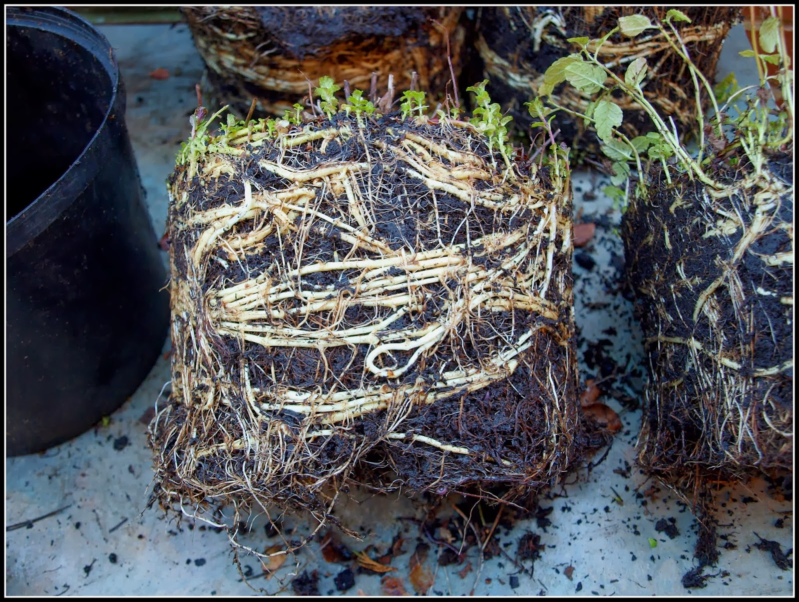 Mark's Veg Plot Repotting Mint