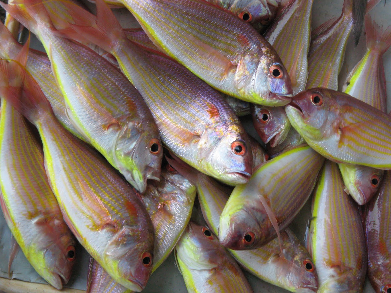 Philippine Food: Philippine Fish Species List Of Common, 51% OFF