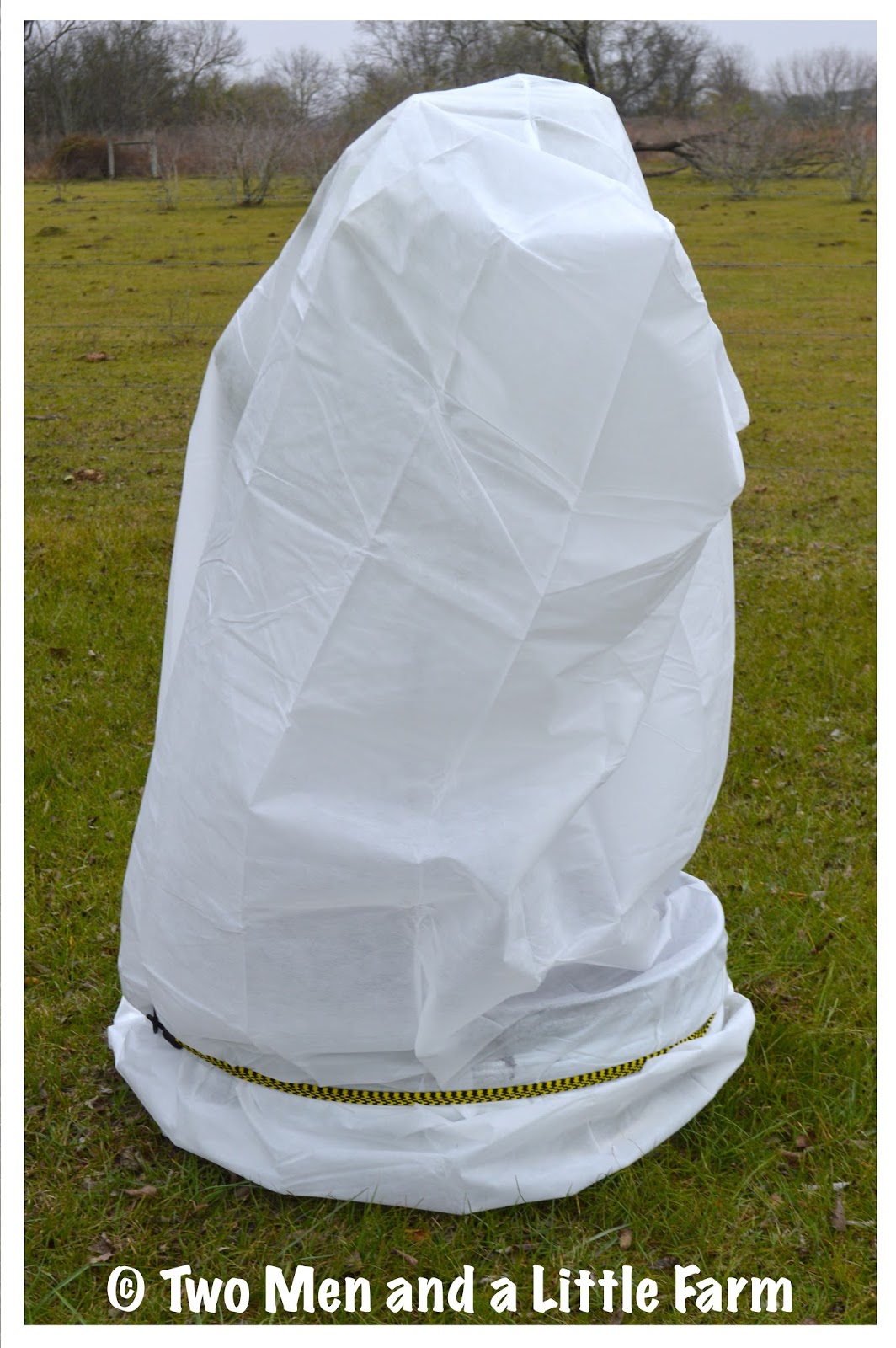 Two Men and a Little Farm PROTECTING CITRUS TREES FROM FREEZING TEMPS