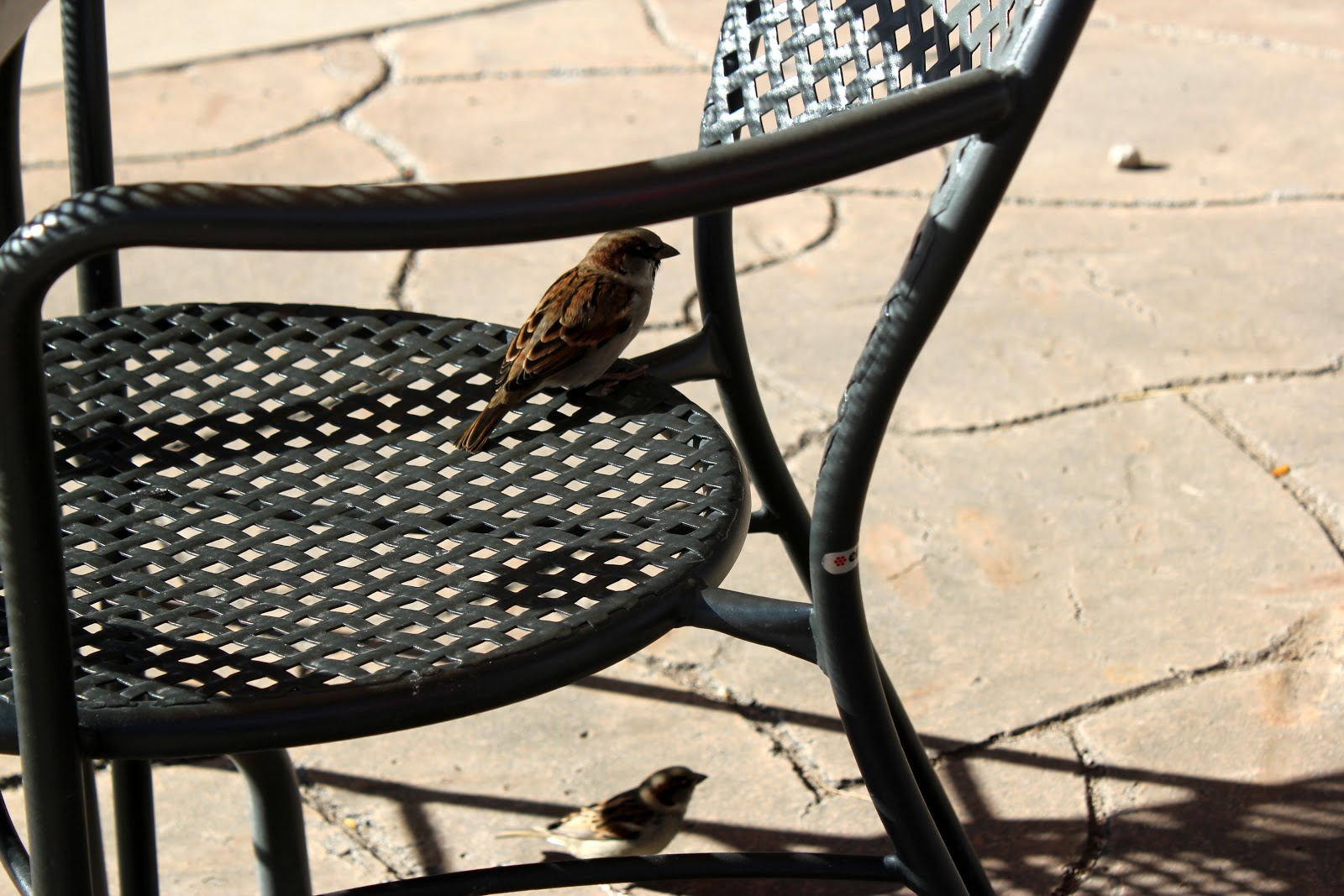 Lille Punkin 3 Reasons To Visit Omaha S Henry Doorly Zoo During