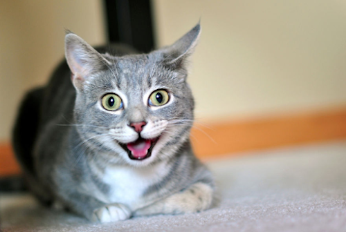 Healthy Living for Your Feline Friend Healthy Living for Your Feline Friend