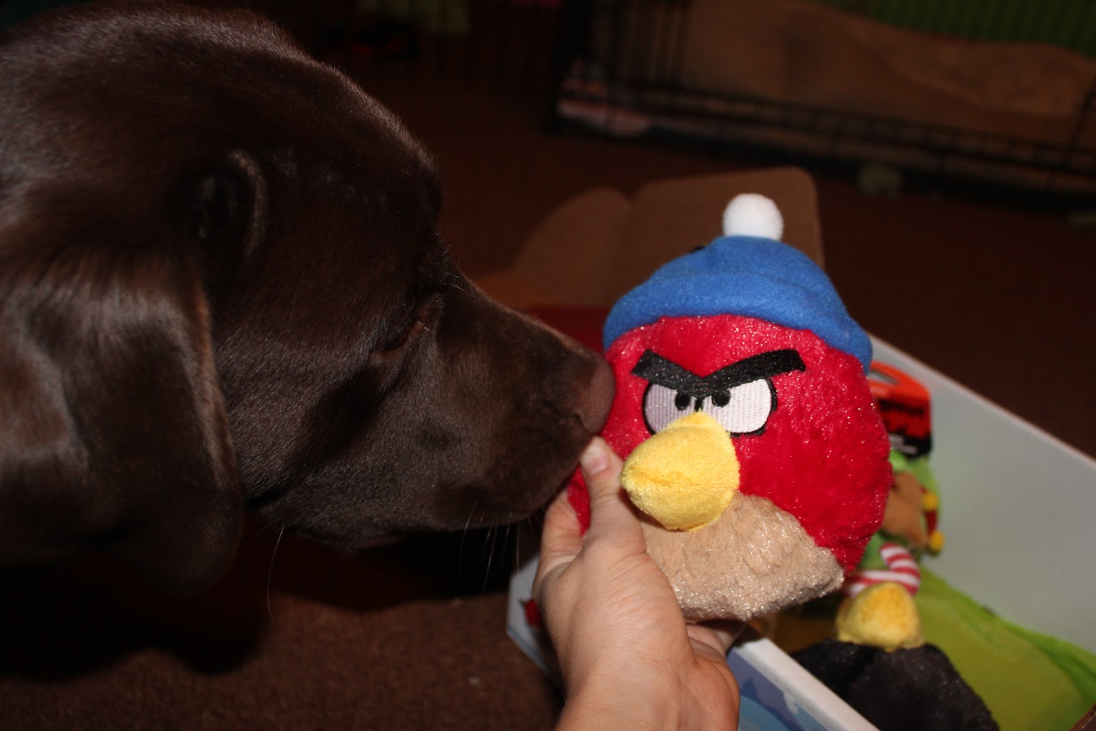 Brandon's life... as a guide dog in training Angry Birds Dog Toys