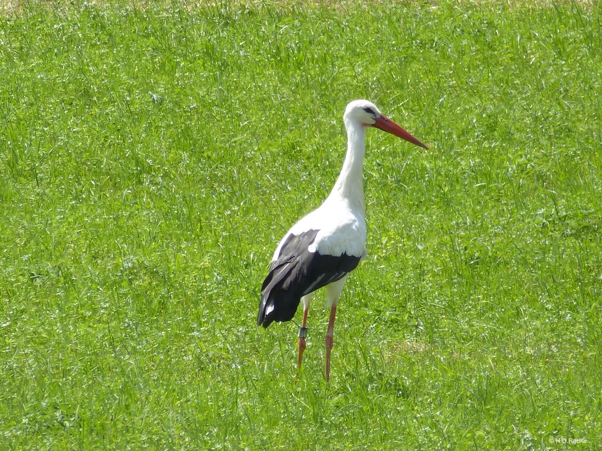 Welt der Fabeln: Fabel vom Storch und dem überschlauen Wolf
