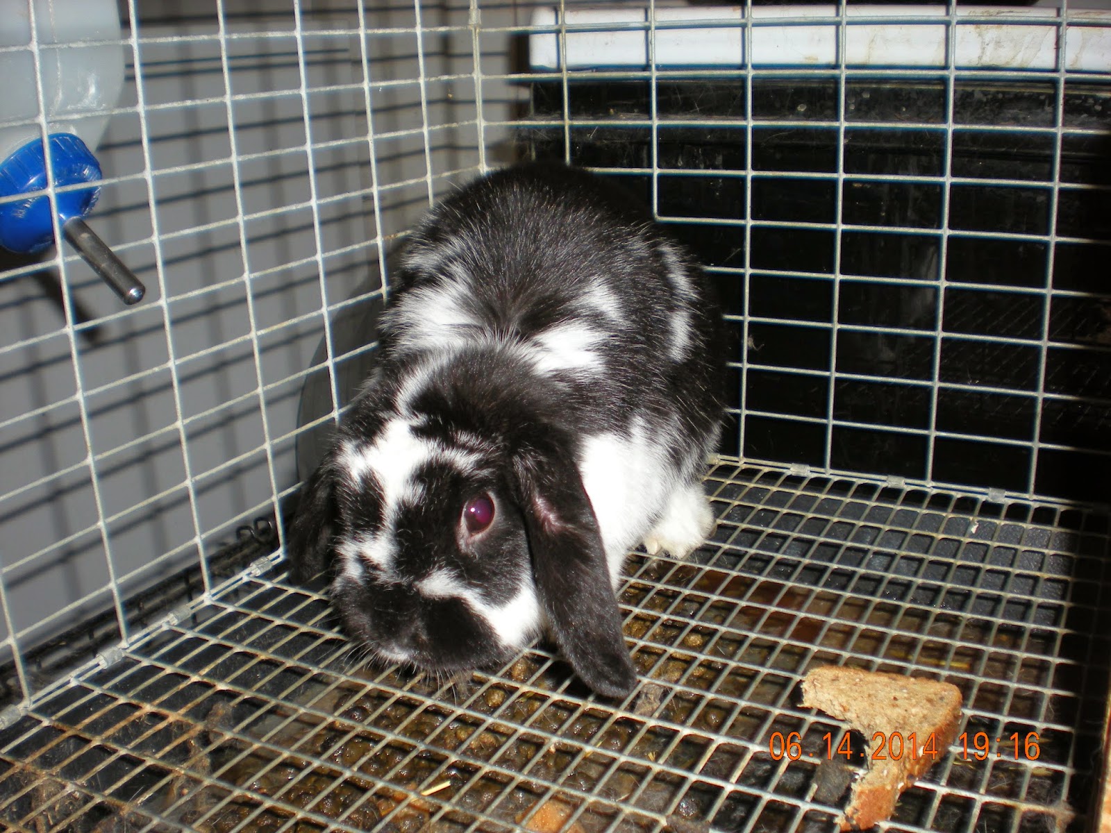 SHAMROCK RABBITS