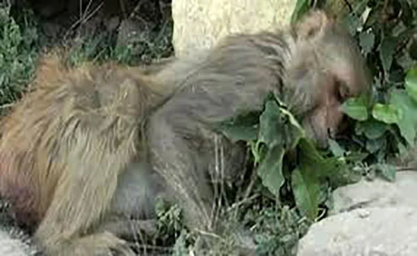 Over 100 Monkeys Die Of Suspected Poisoning In One Week In Uttar Pradesh