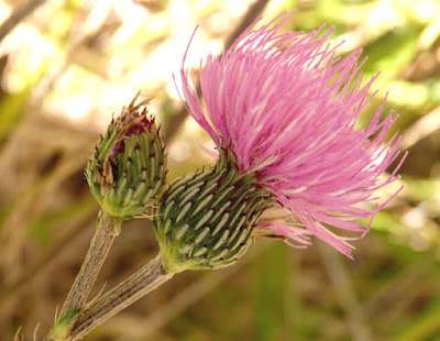 Flores rosa de Cirsium helenioides