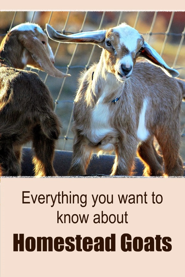 Everything You Want to Know about Goats Oak Hill Homestead
