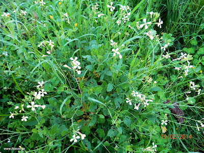 Σιναπόβρουβα-Brassica nigra L.