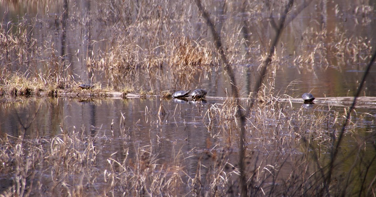 Little River Bed and Breakfast, Peterborough NH Kulish Ledges A Hike