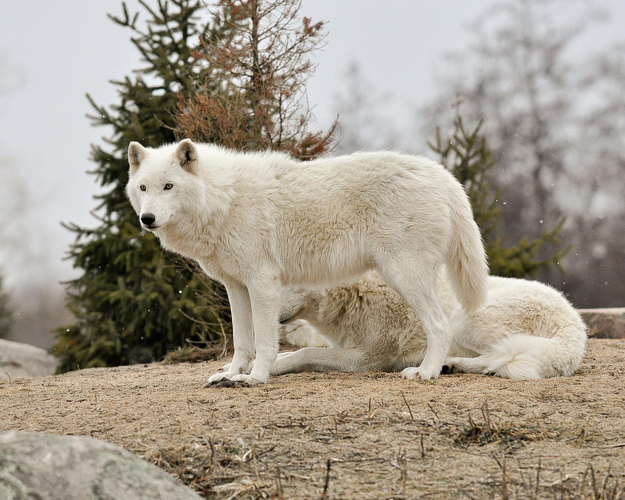 Белые Волки Фото Животных — Картинки фотографии