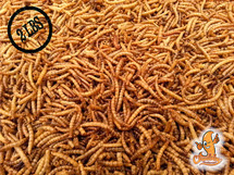 Chubby Mealworms Coupon Code