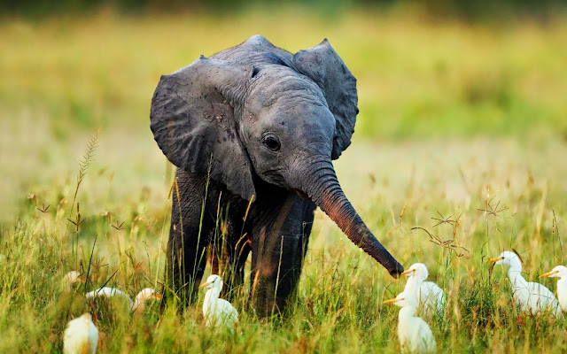 189289-Little Baby Elephant With Ducks Animal HD Wallpaperz