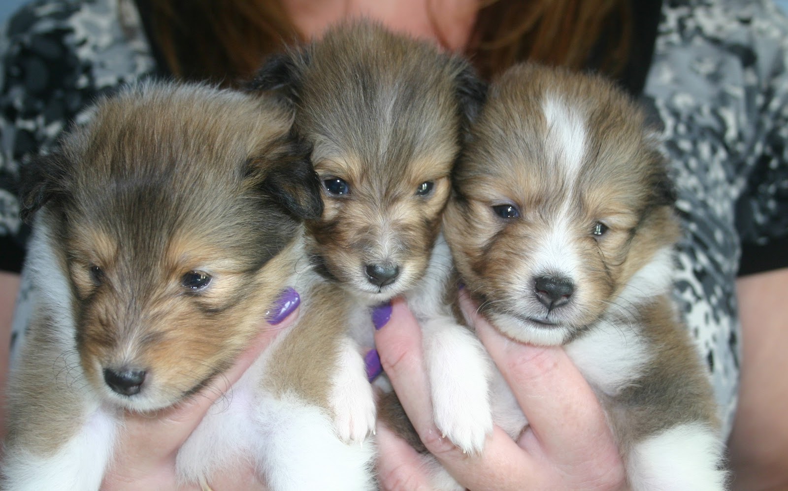 Cassbar Shelties 4 week old baby pics! Starting to look like Shelties!