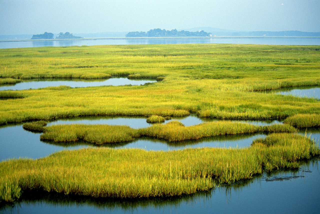PARMIONOVA: World Wetlands Day 2016 February 2nd PARMIONOVA: World Wetlands Day 2016 February 2nd