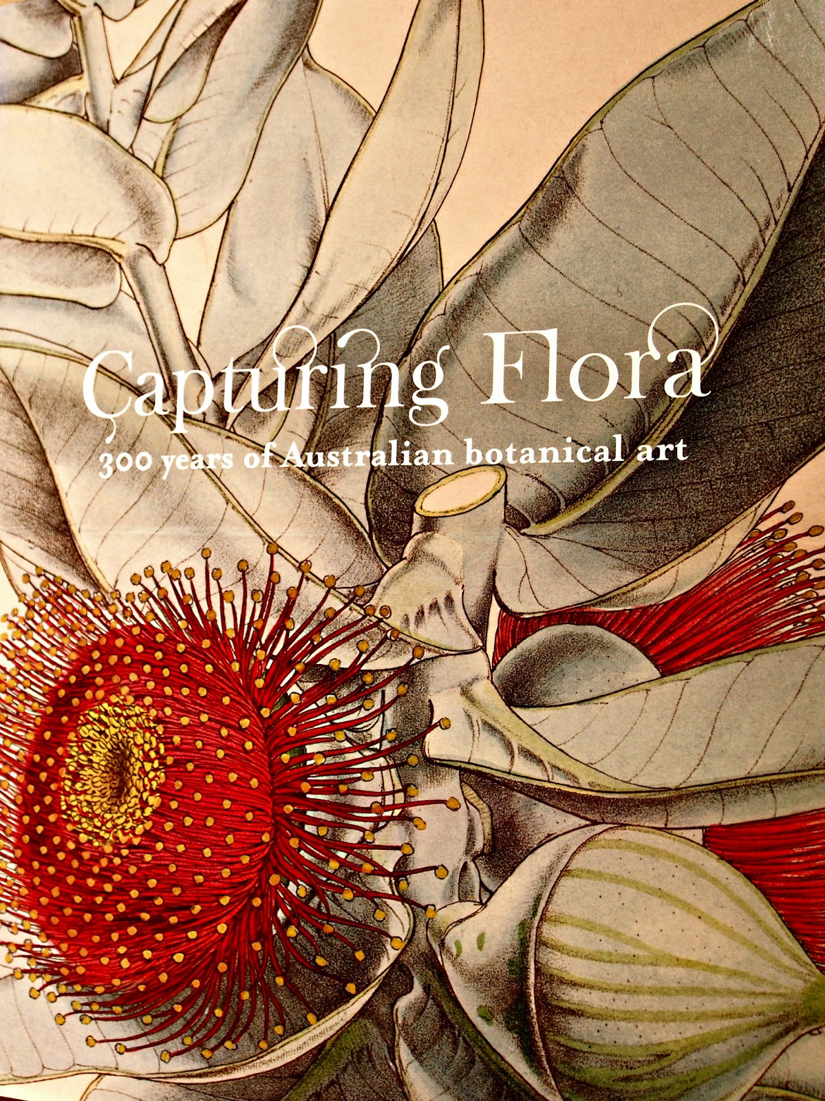 australian botanical art