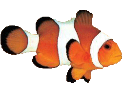 clownfish for skype 5.5 download