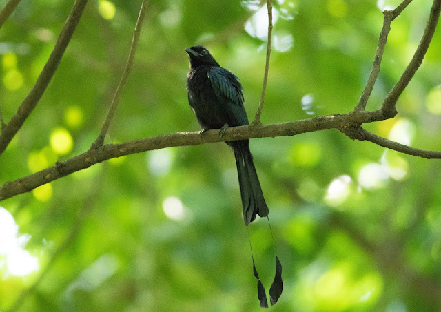 Greater Racket-tailed Drongo - Singapore Botanic Gardens