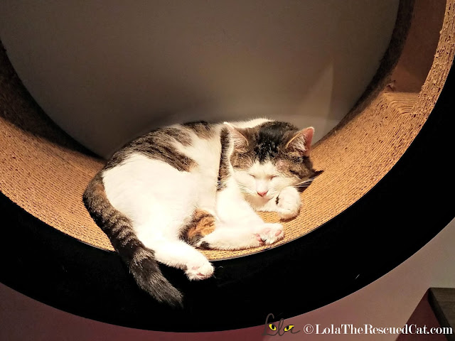 Koneko Cat Cafe|BlogPurr|Merck|CWA