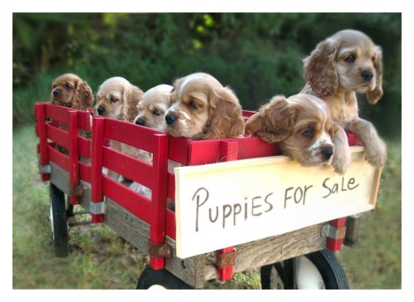 registered cocker spaniel breeders
