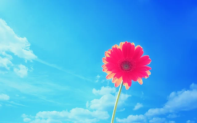 Blauwe achtergrond met roze bloem