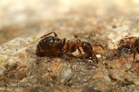 http://fourmis-portugal.blogspot.fr/2016/09/lasius-emarginatus.html