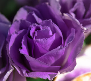 happy rose day 2016