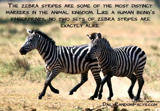 animal facts, facts about animals, interesting animal facts, zebras fact