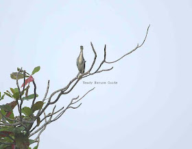 Birds of Langkawi